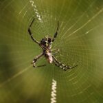 Keeping Spiders at Bay: Your Comprehensive Guide