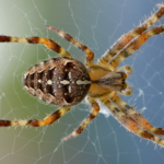 Dealing with Spider Infestations: Why Do You Have Eight-Legged Pests in Your House?