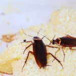 Residential vs. Commercial Pest Control: Understanding the Key Differences