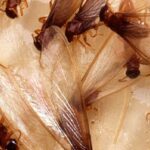 The Faster, The Better – Getting Termites in Check