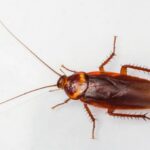 How Professional Pest Control Adds Value to Your Home in Elmhurst!