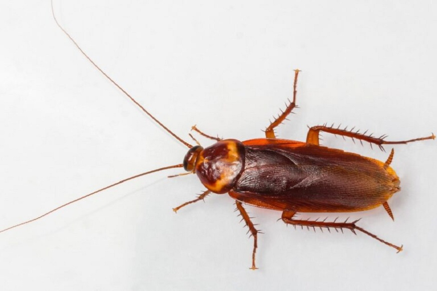 Pest Control Adds