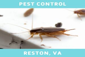 Comparing DIY and Professional Pest Control in Reston