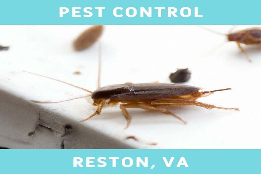 Pest Control in Reston