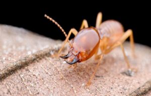 Pest Activity in Your Clermont Home: Look for These Signs
