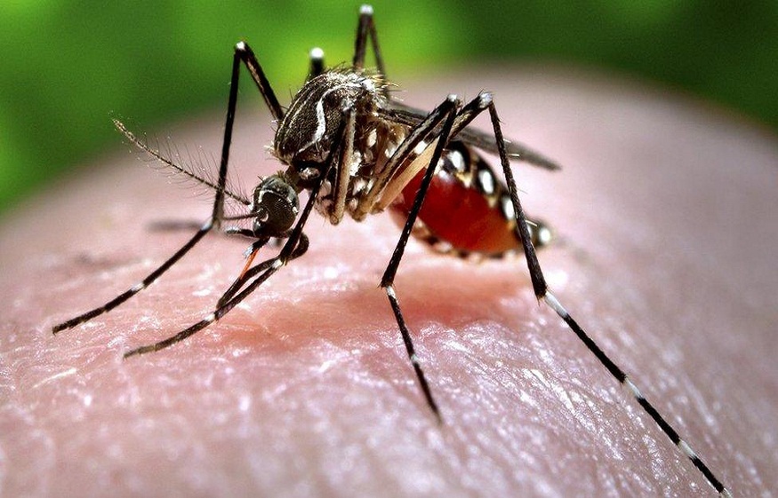 Mosquito Hotspots